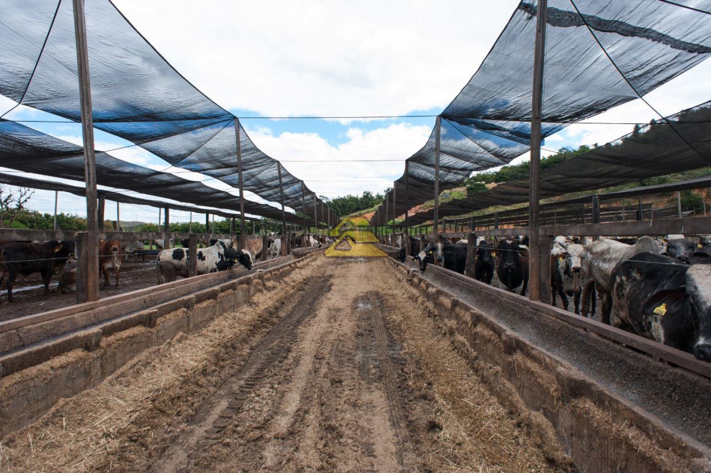 Fazenda à venda com 9 quartos, 242000m² - Foto 22