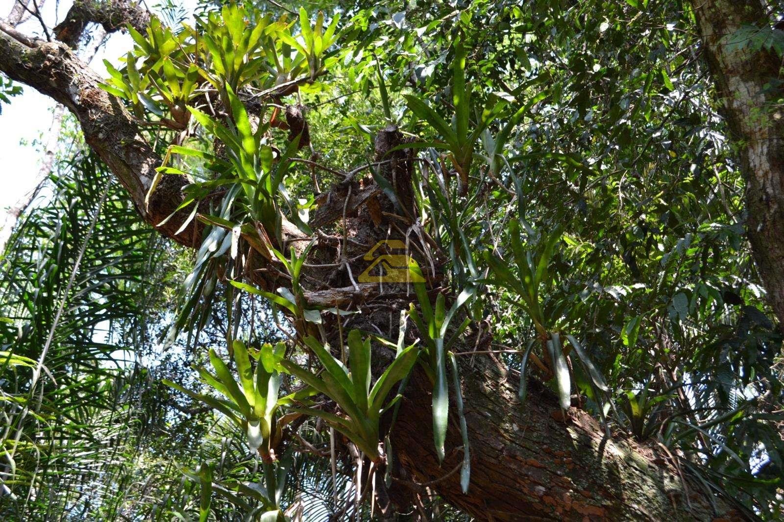 Fazenda à venda, 1000000m² - Foto 36